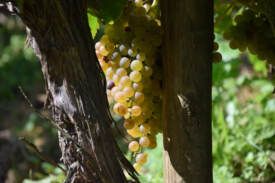 VENDANGE Clos Uroulat